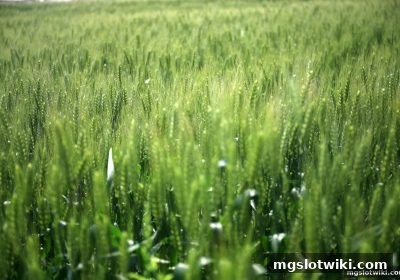 mg电子游戏介绍：彩票多注与多倍玩法的深度策略解析