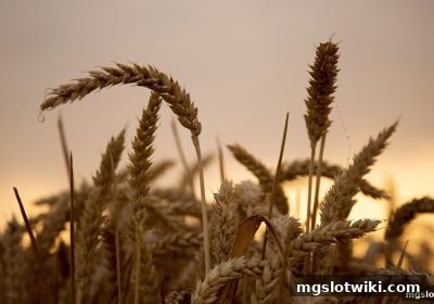 mg电子游戏介绍：识别假冒站点与获取最新官方入口的完整安全手册