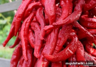 胜率计算数据应用全解析：mg电子游戏介绍登录与策略指南